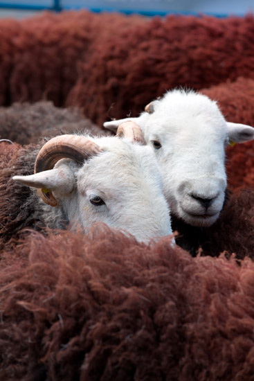 Aspatria Field Herdwick Sheep