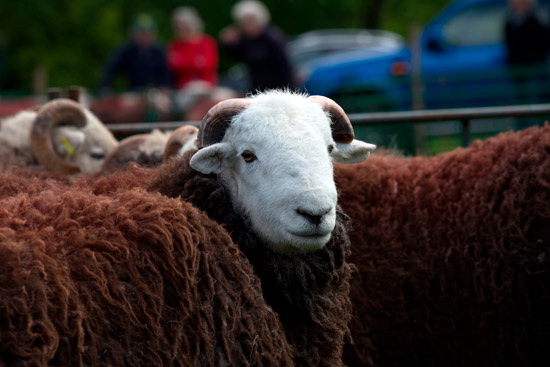 Askham Farm Herdwick Sheep