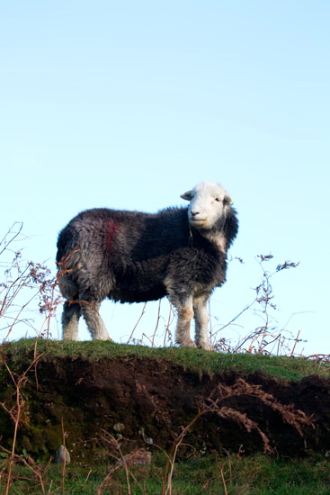 Stonethwaite Farm Herdwick Sheep