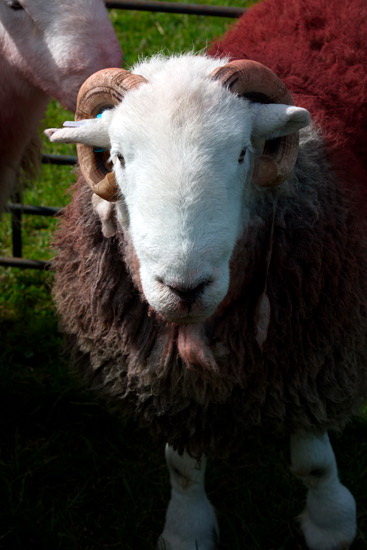 Garrigill Field Lake district Sheep