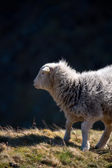 Flookburgh Valley Herdwick Sheep