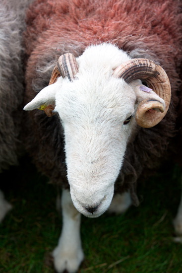 Bannerdale Crags Field Herdwick Sheep