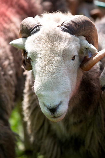Biggar Field Lake district Sheep