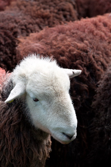 Newbiggin (Brampton) Valley Lakeland Sheep