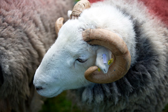 Tarn Crag (Easedale) Herdwick Sheep