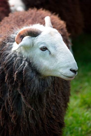 Orton Valley Herdwick Sheep