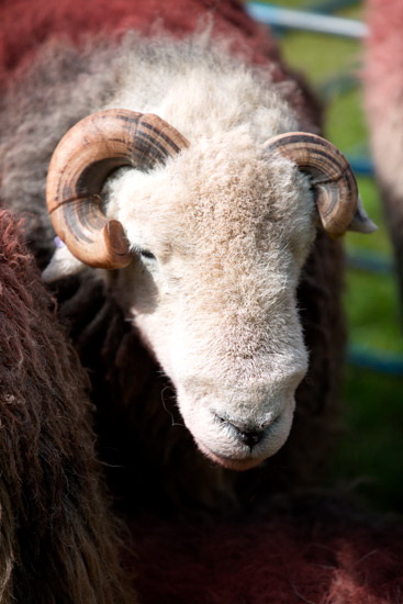 Longlands Lakeland Sheep