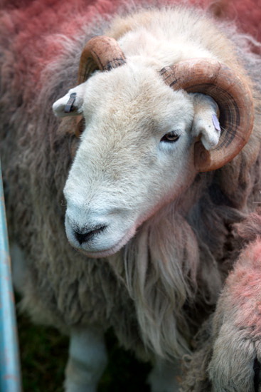 Orthwaite Farm Lake district Sheep