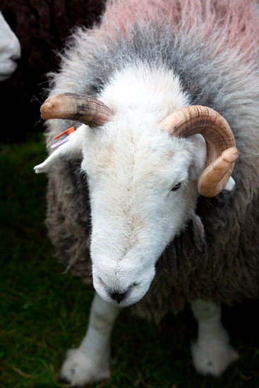 Irton with Santon Farm Herdwick Sheep