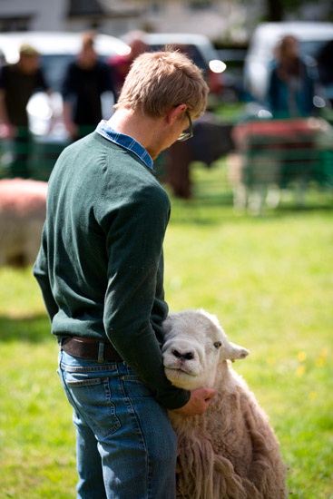 Wansfell Farm Lakeland Sheep