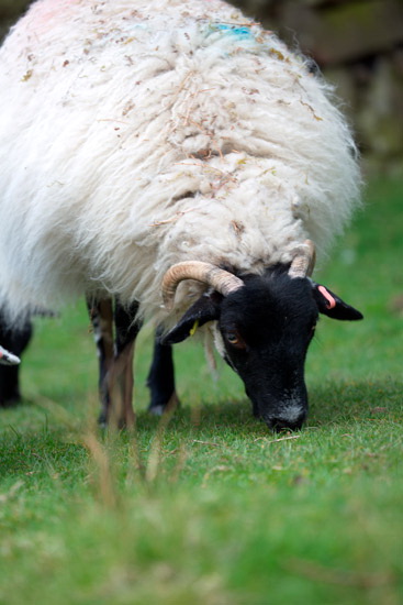 Hesket Newmarket Lakeland Sheep