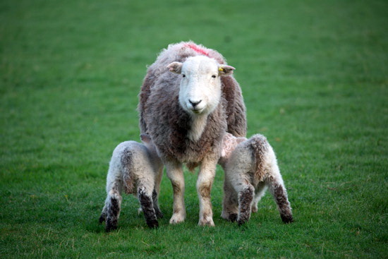 Middle Dodd Valley Herdwick Sheep
