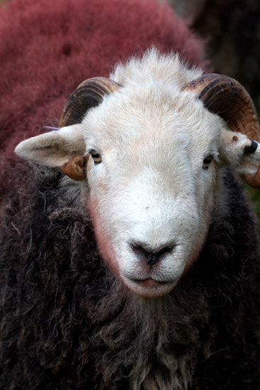 Windermere Lakeland Sheep