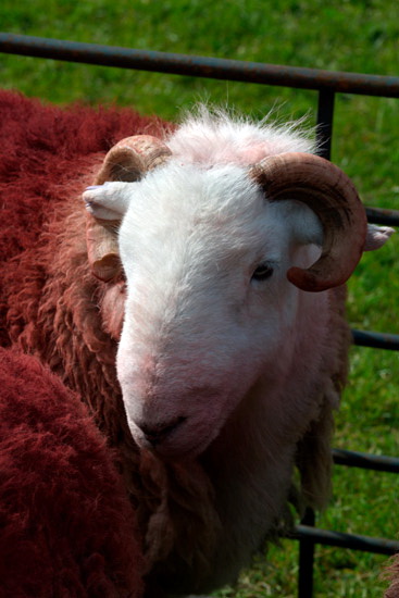 Eaglesfield Farm Lake district Sheep