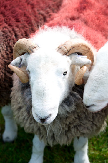 Aglionby Farm Lakeland Sheep