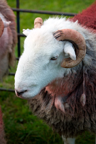 Hart Side Valley Herdwick Sheep