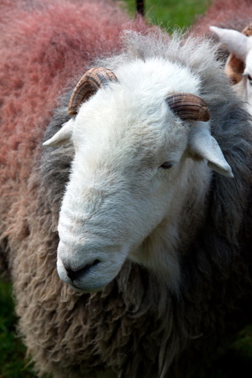 Skirwith Field Lakeland Sheep
