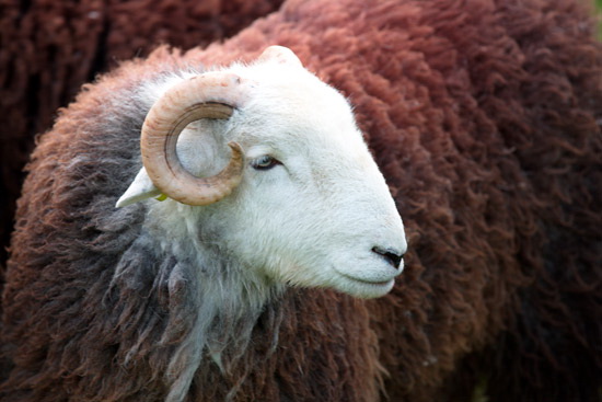 Levens Valley Herdwick Sheep