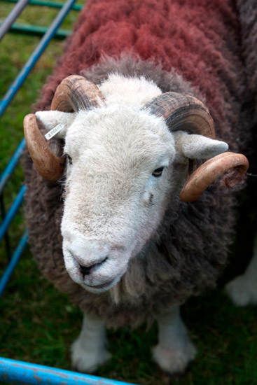 Arnside Valley Lake district Sheep