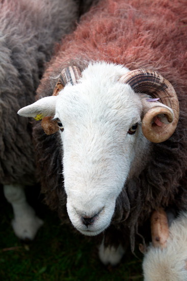 Raughton Head Farm Lakeland Sheep