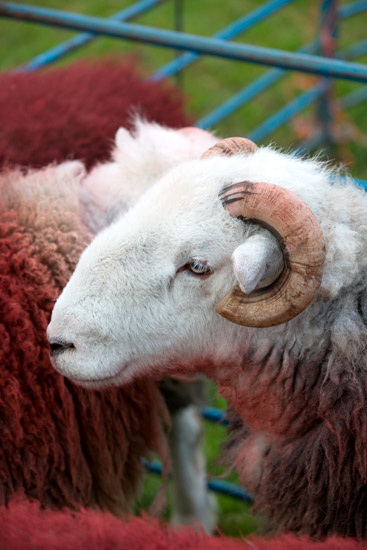 Hart Crag Valley Lakeland Sheep
