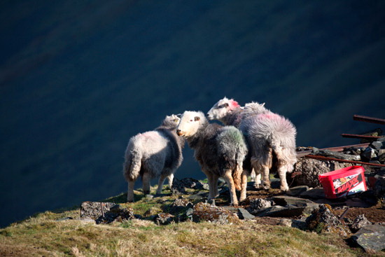 Plumbland Valley Herdwick Sheep