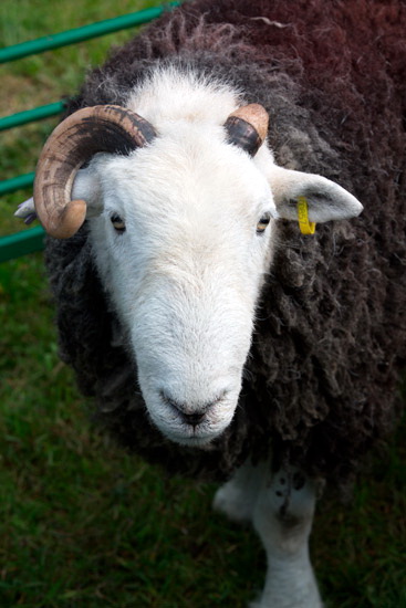 Great Asby Farm Lake district Sheep