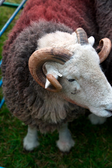 Helton Farm Lakeland Sheep