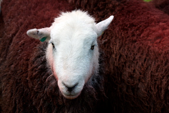 Biggar Farm Lake district Sheep