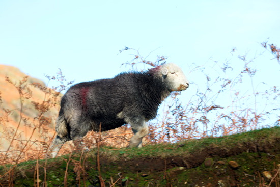 Storth Valley Herdwick Sheep