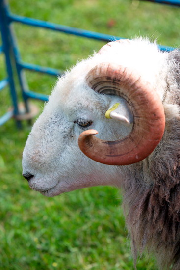 Low Newton Valley Herdwick Sheep