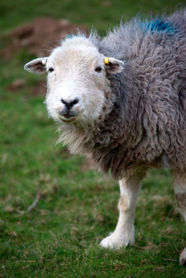 Morland Valley Lakeland Sheep