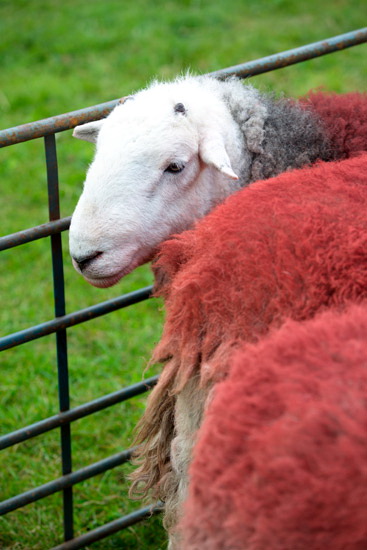 Red Screes Valley Lake district Sheep
