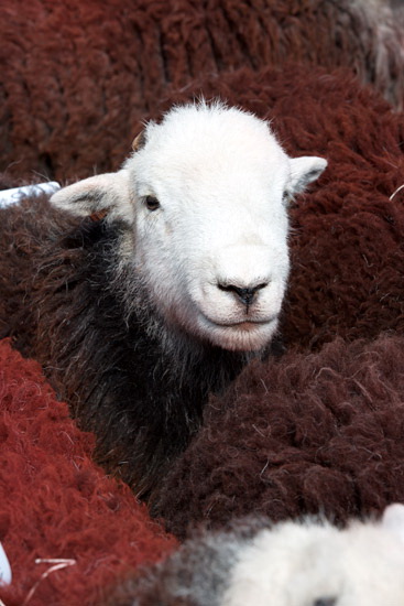 Broughton Beck Herdwick Sheep