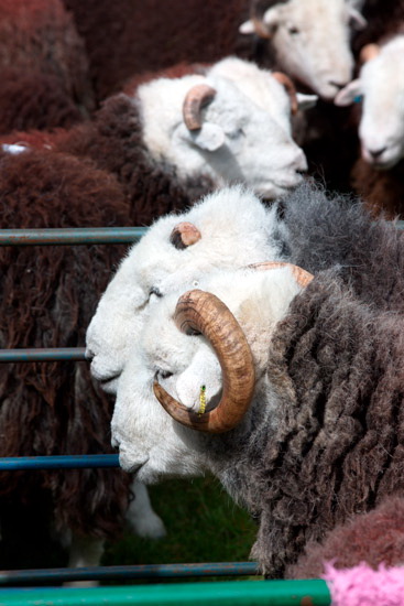 Thornthwaite Crag Valley Lakeland Sheep