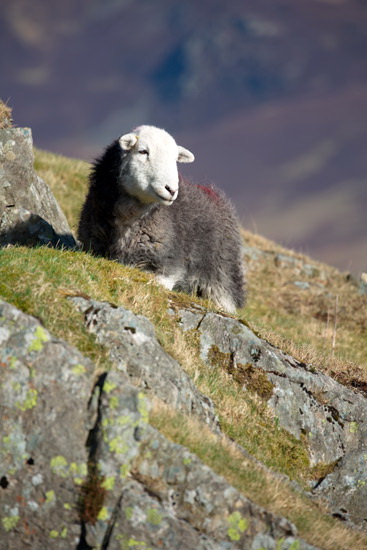 Hayton (Aspatria) Lakeland Sheep