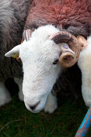 Hartsop Farm Herdwick Sheep