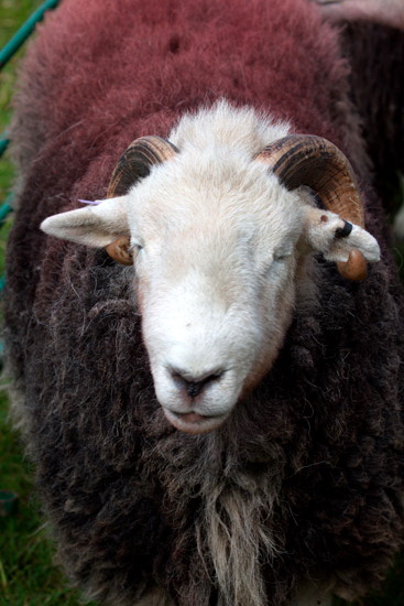 Holmrook Herdwick Sheep