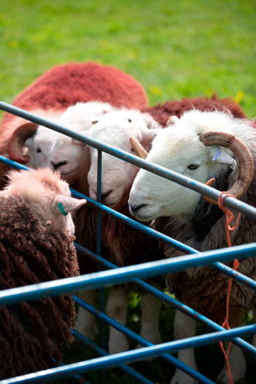 Durdar Farm Herdwick Sheep