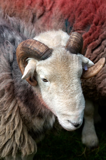 Great Ormside Farm Herdwick Sheep
