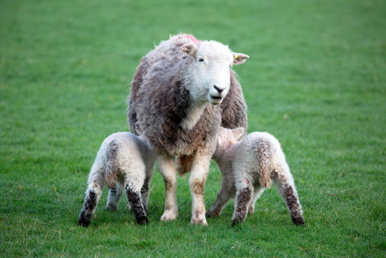 Port Carlisle Field Lake district Sheep