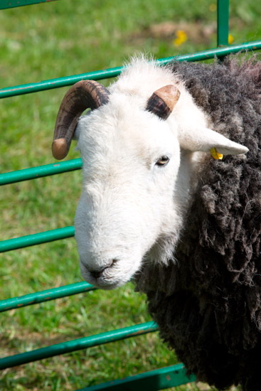 Sedgwick Lakeland Sheep