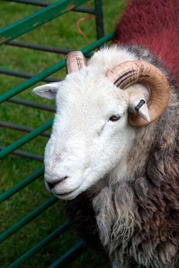 Briery Lakeland Sheep