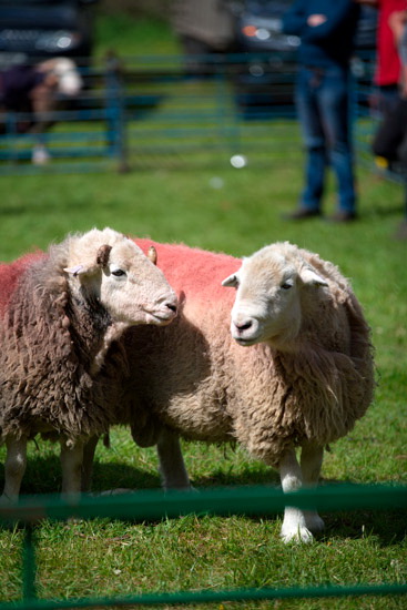 Whicham Farm Lakeland Sheep