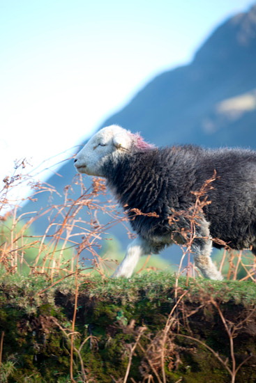 Scaleby Herdwick Sheep