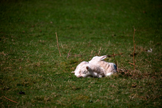 Alston Farm Herdwick Sheep
