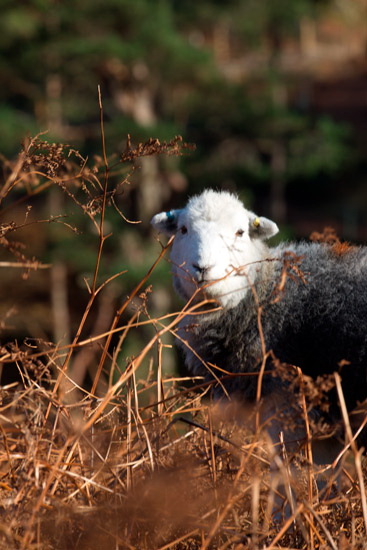 Haverigg Lake district Sheep