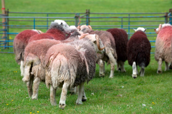 Maulds Meaburn Farm Herdwick Sheep