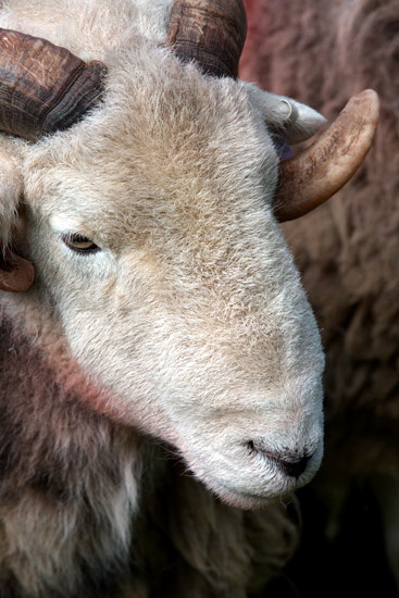 Allithwaite Herdwick Sheep