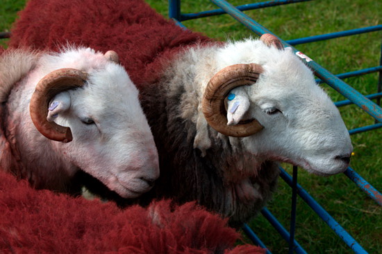 Cartmel Fell Farm Lakeland Sheep